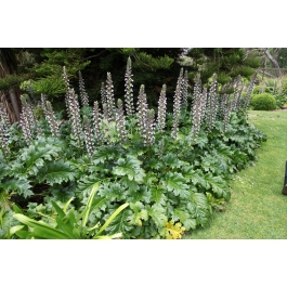 Acanthus Mollis