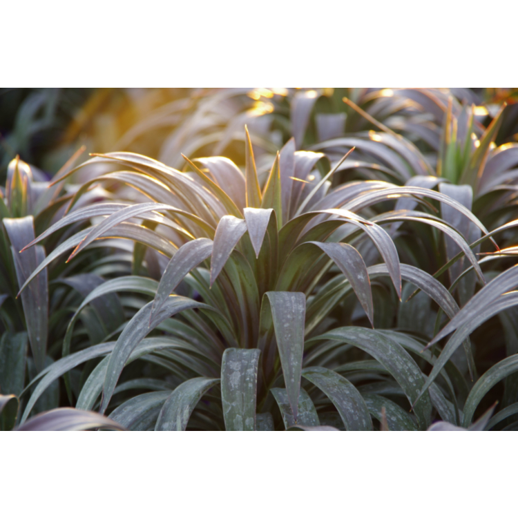 Yucca desmetiana