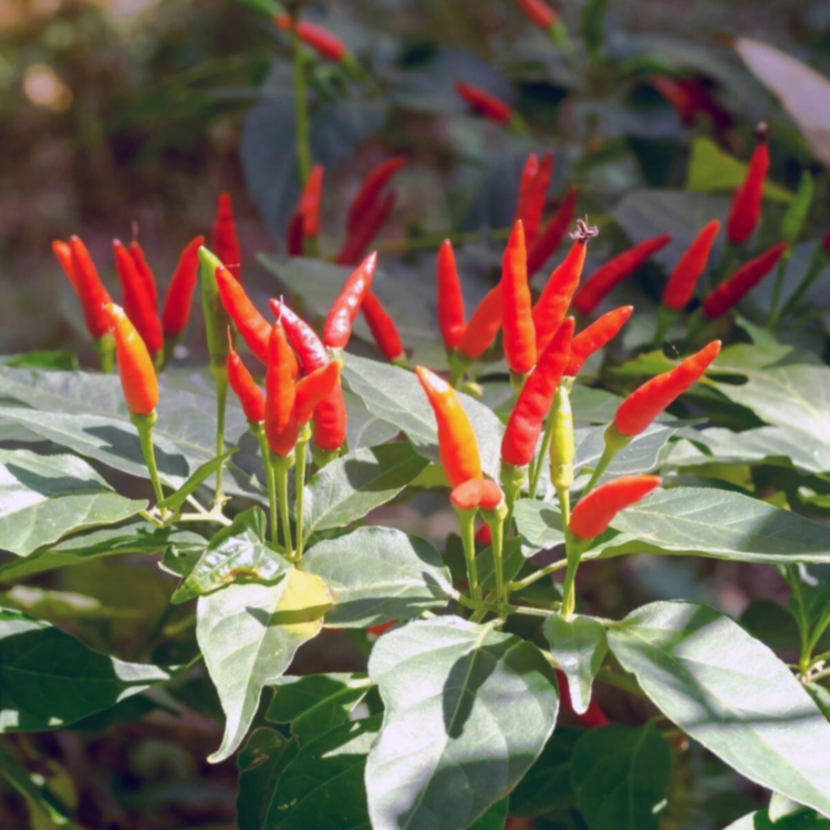 Thai Hot Chili Pepper (Capsicum annuum)