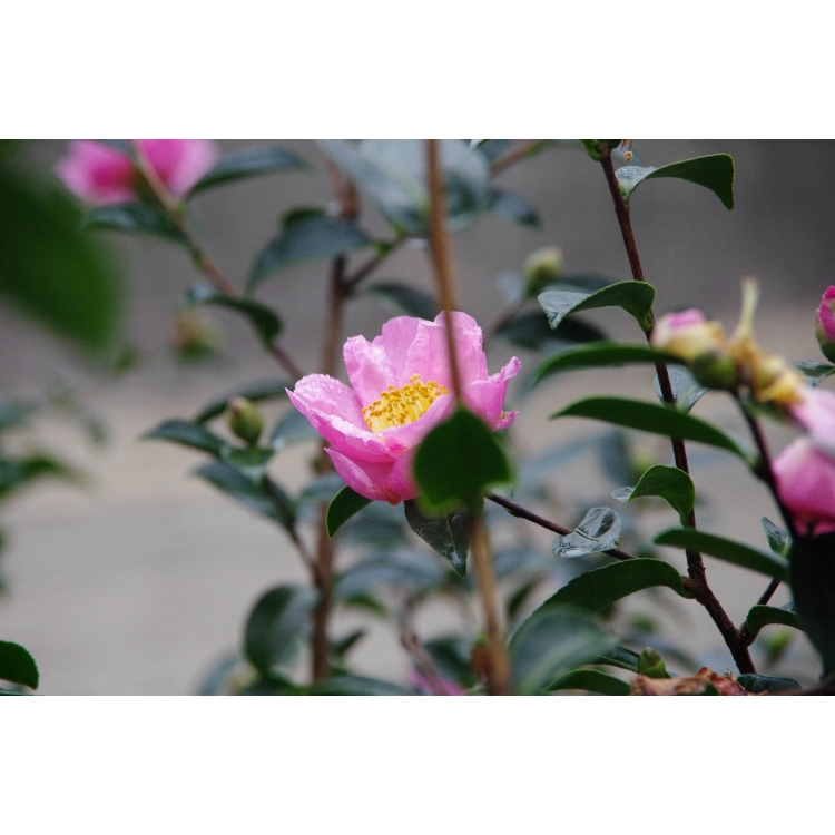 Camellia Plantation Pink