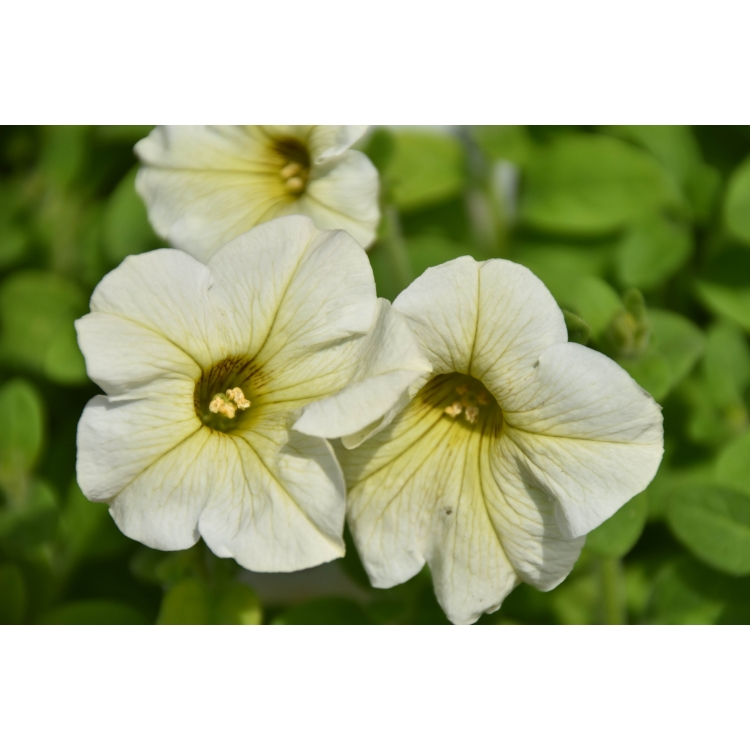 Petunia Prism Sunshine Tray