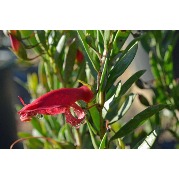 Eremophila maculata Red Hearts