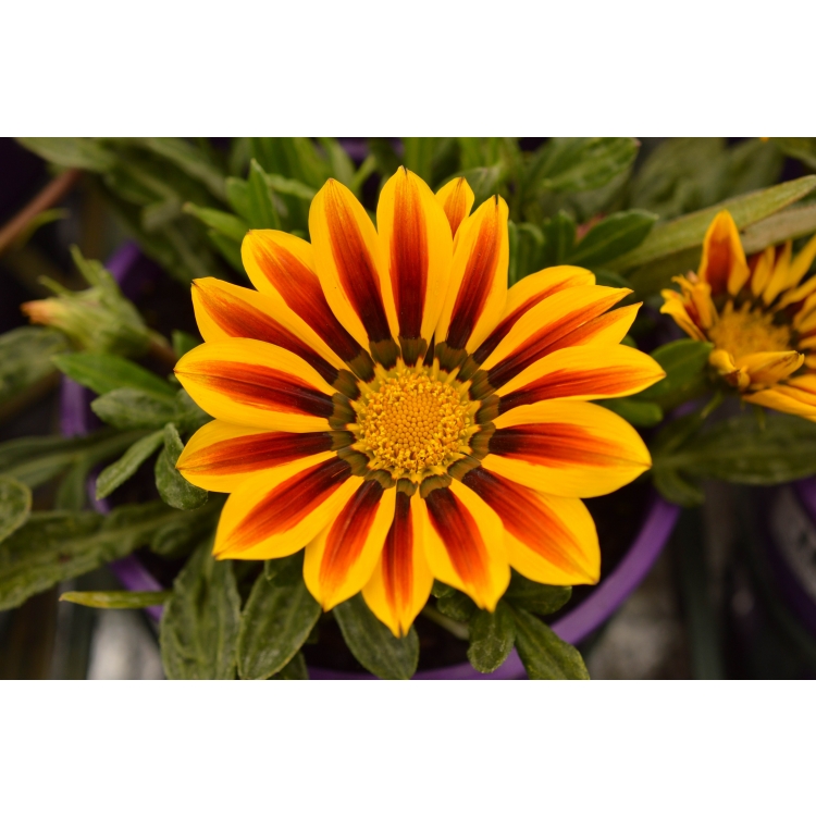 Gazania Kiss Mix