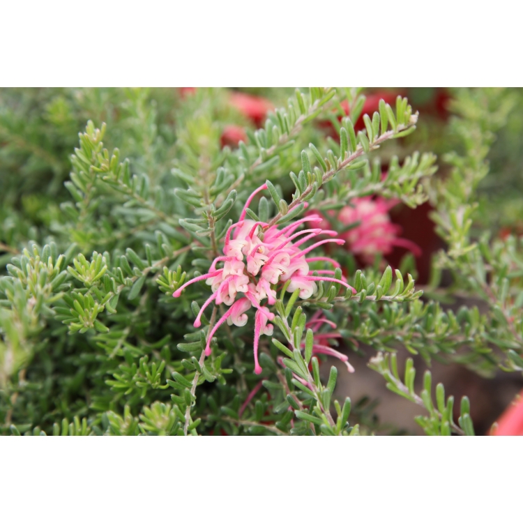 Grevillea Winter Delight