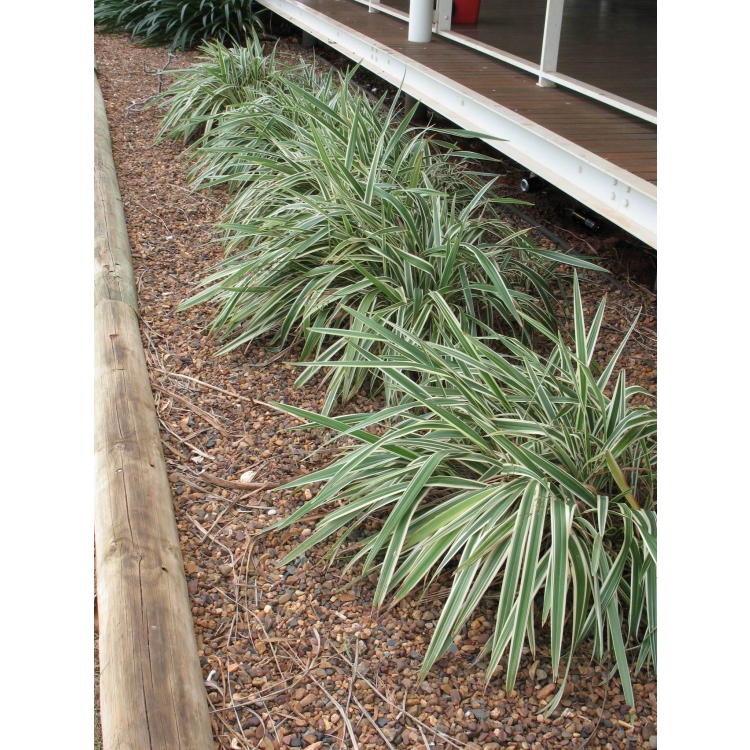 Dianella Hybrid Variegated