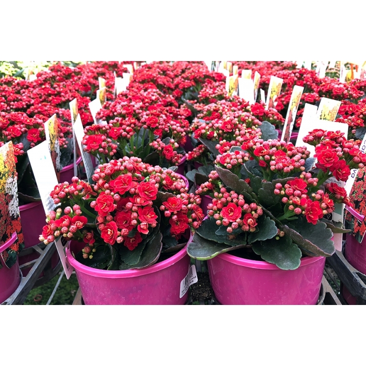 Kalanchoe calandiva outlet