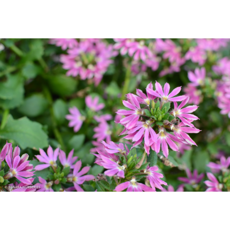 SCAEVOLA surdiva Pink