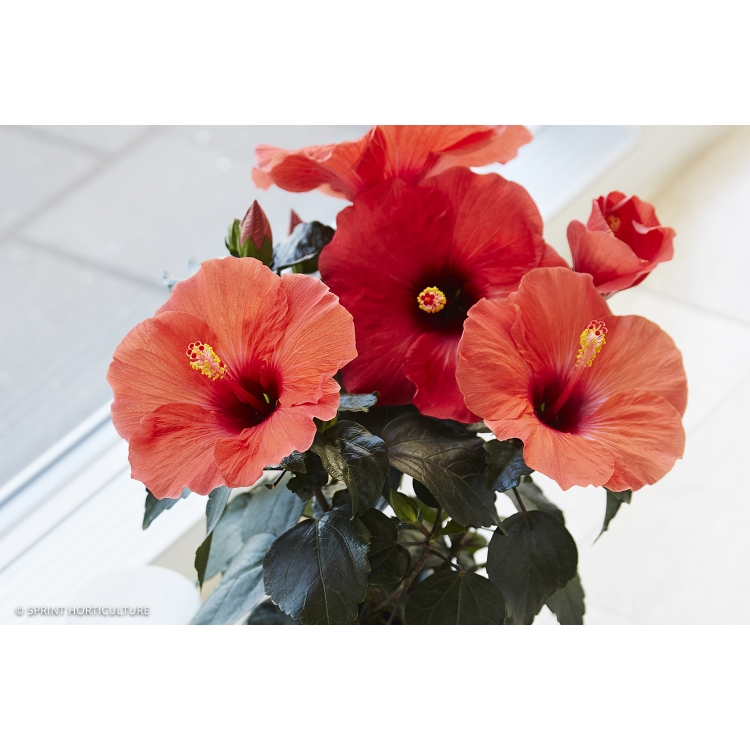 Hibiscus Flamenco TM Adonicus Orange