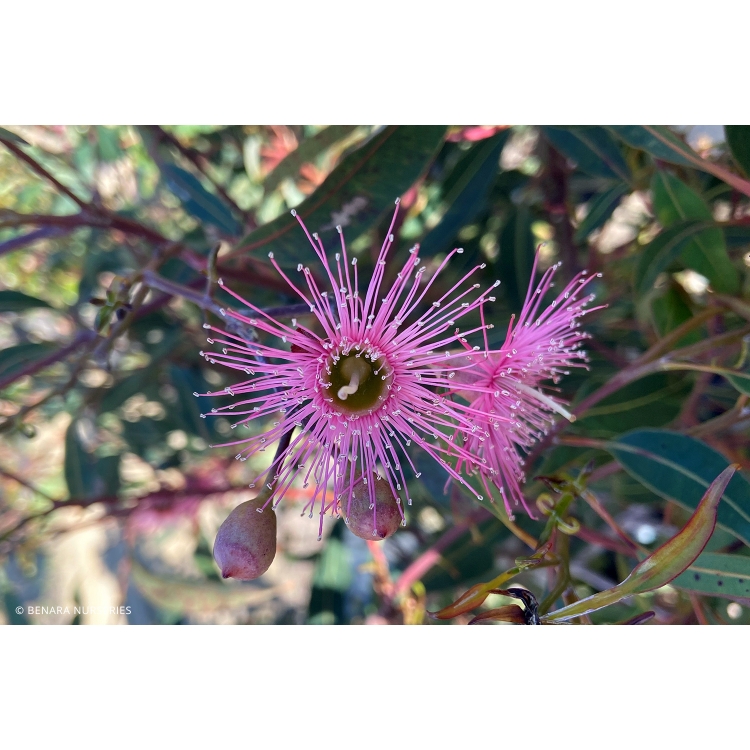 A Passion for Flowers: Flowering Gums
