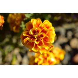 Marigold aurora