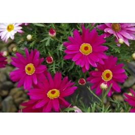 Argyranthemum Sublime Pink PBR