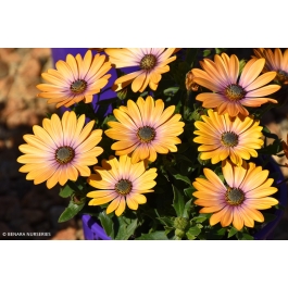 Osteospermum Zion Apricot Pink