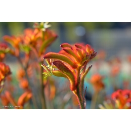 Kangaroo Paw Plant Care And Grow Guide Smart Garden And Home | atelier ...