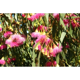 Eucalyptus leucoxylon – Pink Flowering Yellow Gum - Local Seeds
