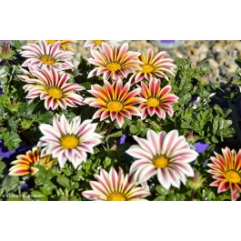 Gazania Big Kiss White Flame