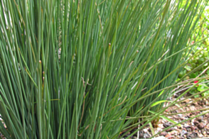 Juncus pallidus