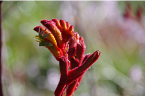 Anigozanthos Big Red