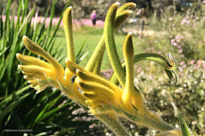 Anigozanthos flavidus Yellow