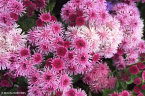 Ageratum Pink Champion Tray