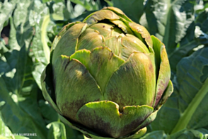 Artichoke Imperial Star Diggers Tray