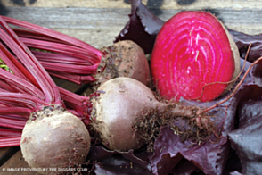 Beetroot Bulls Blood Diggers Tray