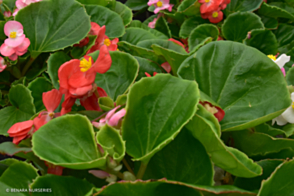 Begonia Big Green Tray