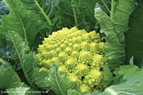 Broccoli Romanesco Diggers Tray