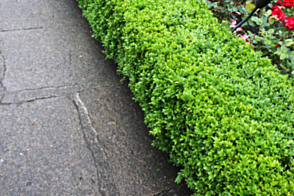 Buxus microphylla japonica