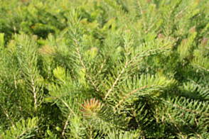 Calothamnus Rupestris