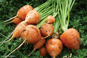 Carrot Paris Market Diggers Tray