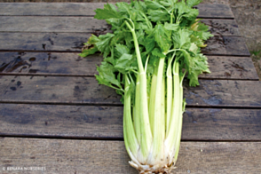 Celery Dorata D'Asti Diggers Tray