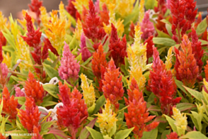 Celosia Formula Tray