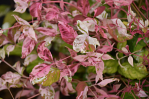 Nandina Pink Camouflage