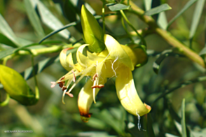 EREMOPHILA glabra Cobbers Gold <span class="pbr">(PBR)</span>