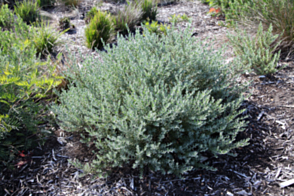 Eremophila glabra Dawes