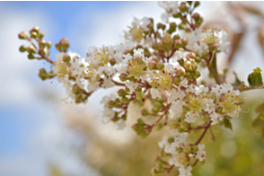 Lagerstroemia Acoma