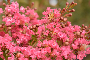 Lagerstroemia indica Comanche