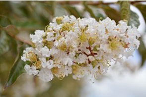 Lagerstroemia indica Natchez