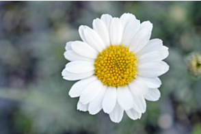 Leucanthemum Flirt