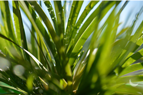 Lomandra  Lime Tuff