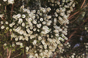 Melaleuca lanceolata