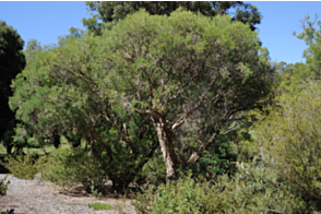 Melaleuca rhaphiophylla