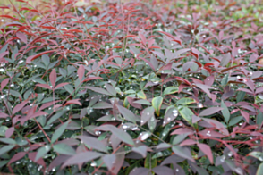 Nandina domestica Flirt <span class="pbr">(PBR)</span>