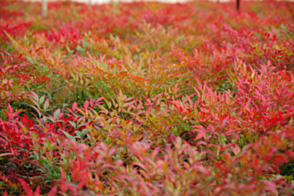 Nandina Gulf Stream <span class="pbr">(PBR)</span>