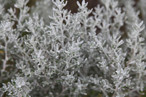 Olearia axillaris