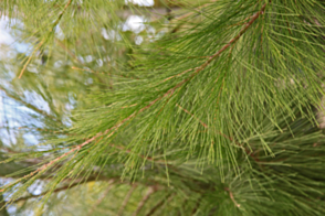 Casuarina cunninghamiana