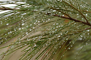 Casuarina equisetifolia