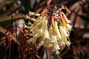 Aloe Winter Bells <span class="pbr">(PBR)</span>