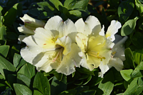 Alstroemeria Claire <span class="pbr">(PBR)</span>