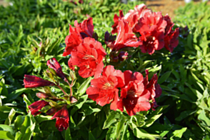 Alstroemeria Kate <span class="pbr">(PBR)</span>